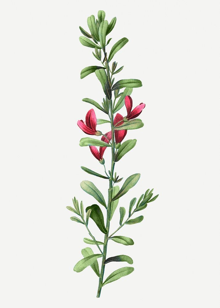 Vintage rattlebox flowering plant illustration
