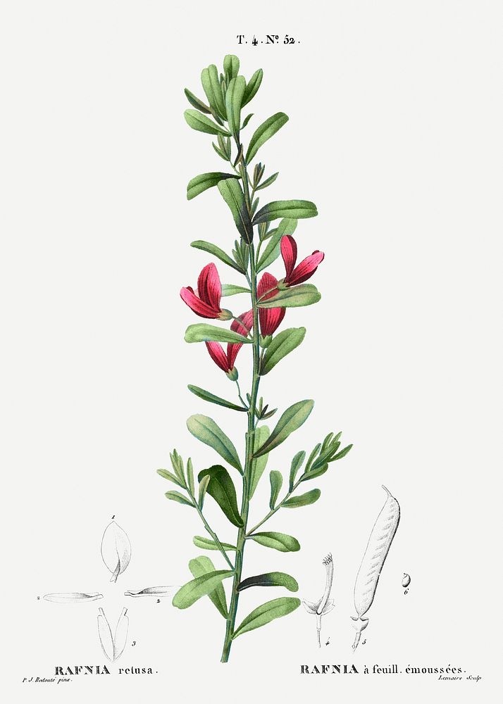 Cocky's tongues (Rafnia retusa) from Trait&eacute; des Arbres et Arbustes que l&rsquo;on cultive en France en pleine terre…