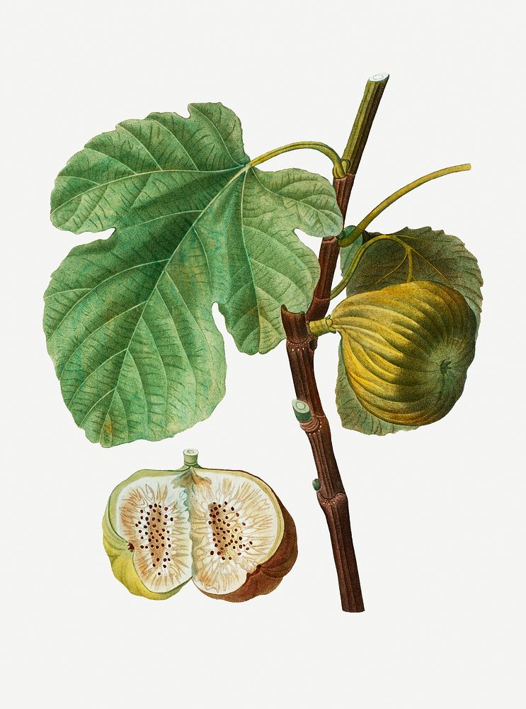 Fig fruits plant set illustration