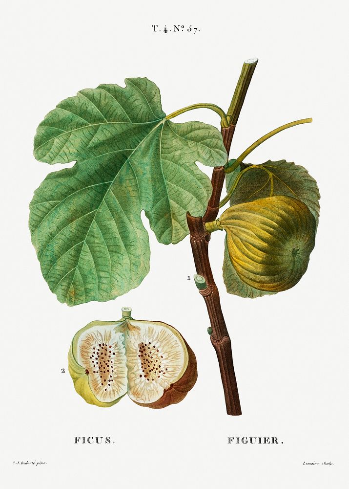 Fig (Ficus) from Trait&eacute; des Arbres et Arbustes que l&rsquo;on cultive en France en pleine terre (1801&ndash;1819) by…