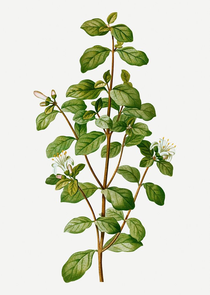 Vintage white correa branch plant illustration