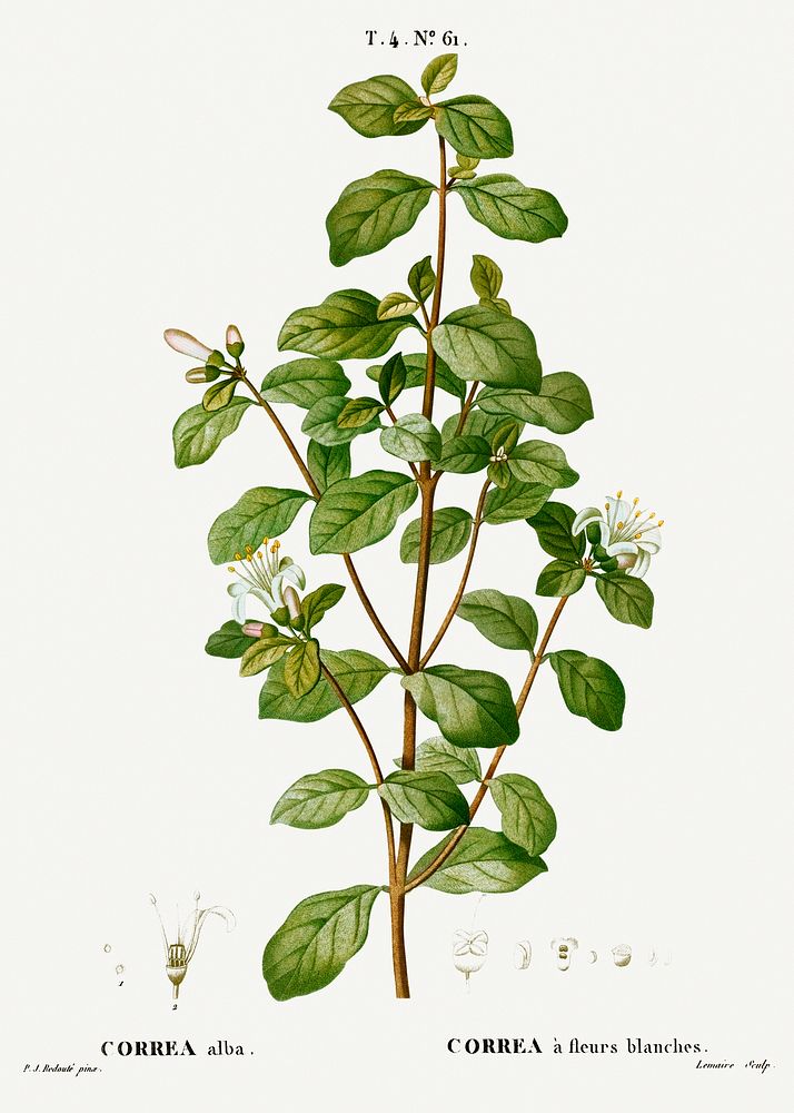 White correa, Correa alba from Trait&eacute; des Arbres et Arbustes que l&rsquo;on cultive en France en pleine terre…