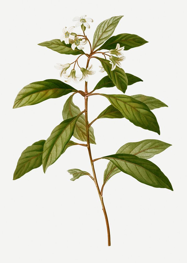 Vintage sweet pittosporum branch plant illustration
