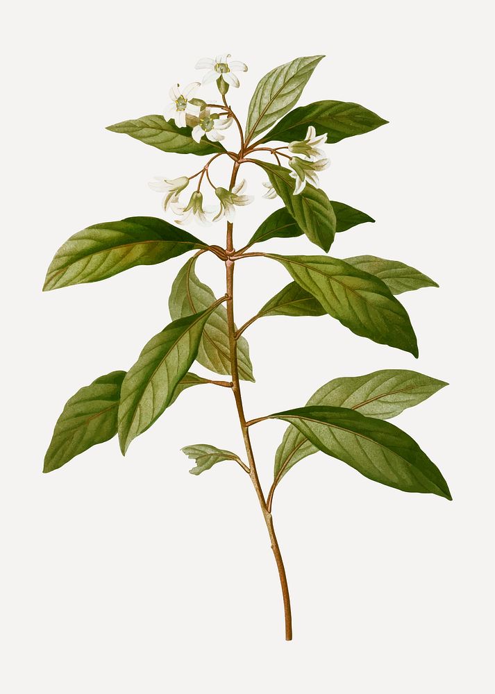 Vintage sweet pittosporum branch plant vector