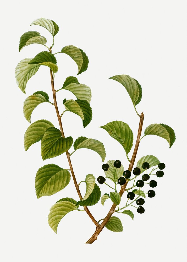 Vintage St. Lucie cherry branch plant illustration