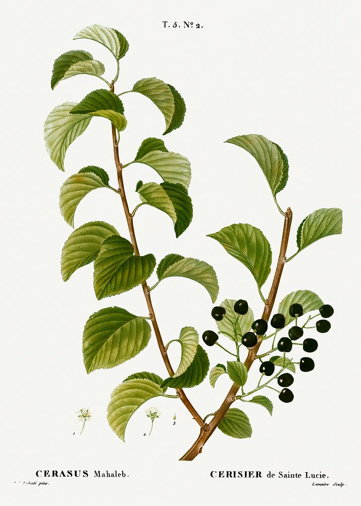 St. Lucie cherry, Cerasus mahaleb from Trait&eacute; des Arbres et Arbustes que l&rsquo;on cultive en France en pleine terre…