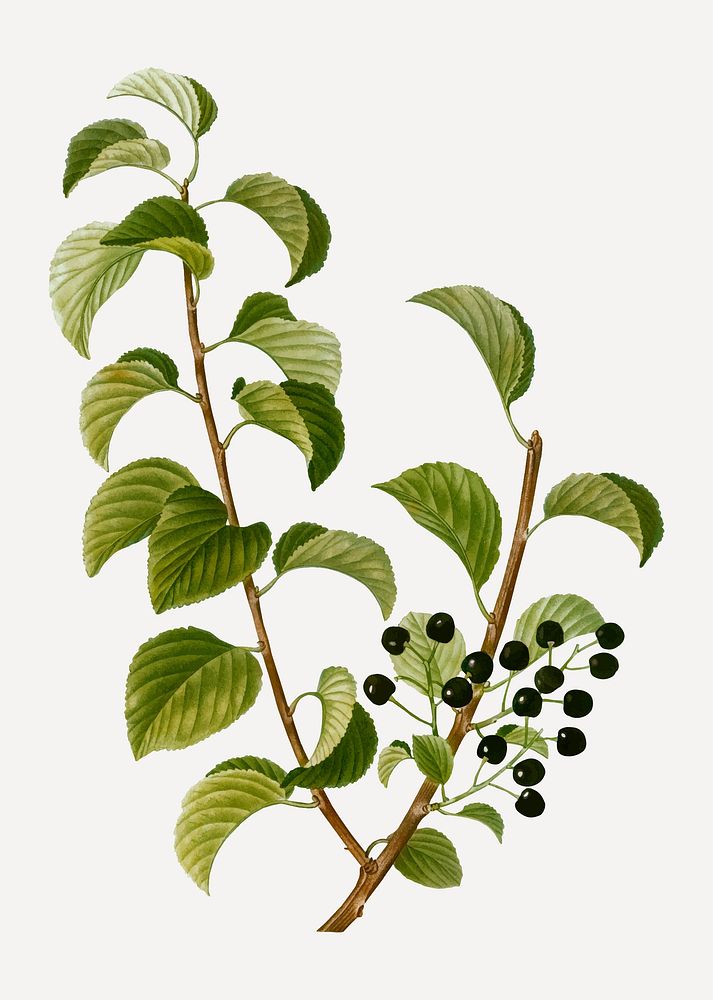 Vintage St. Lucie cherry branch plant vector