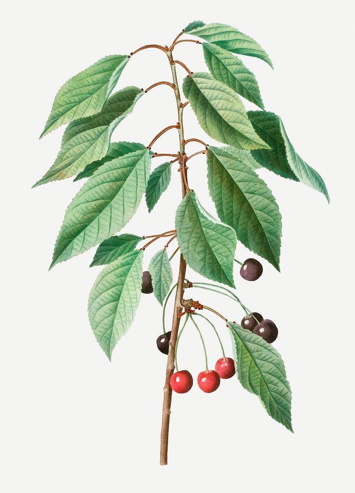 Vintage wild cherry branch plant illustration