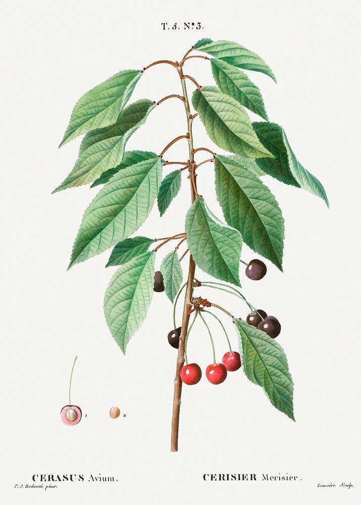 Wild cherry, Cerasus avium from Traité des Arbres et Arbustes que l’on cultive en France en pleine terre (1801–1819) by…