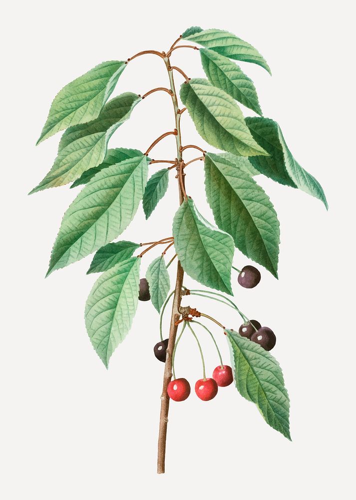 Vintage wild cherry branch plant vector