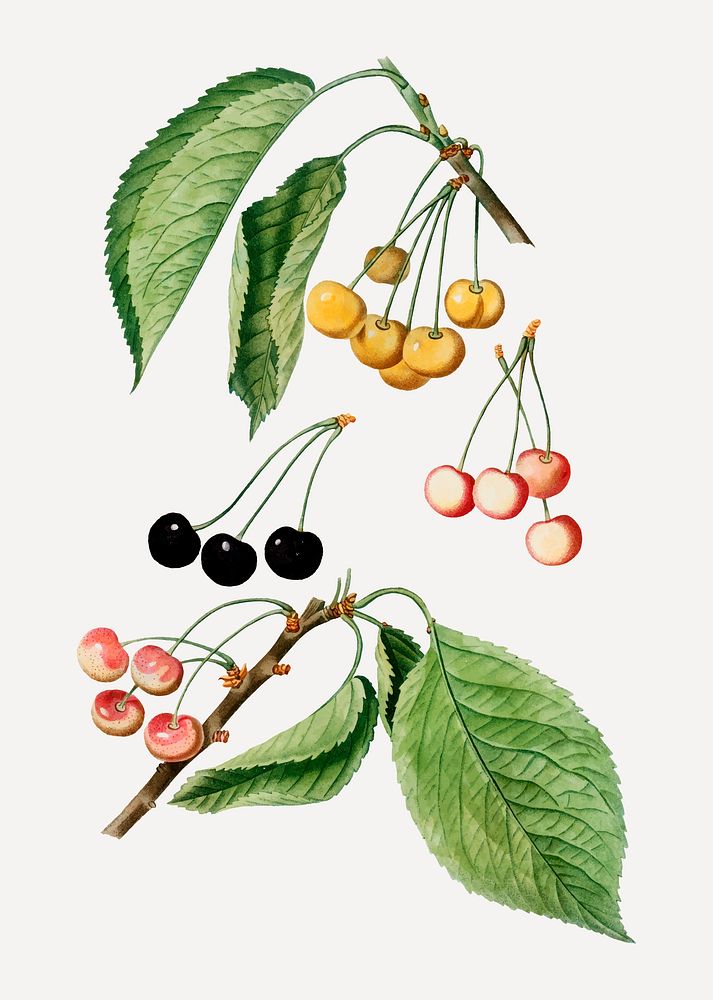 Vintage cherry branch plant vector