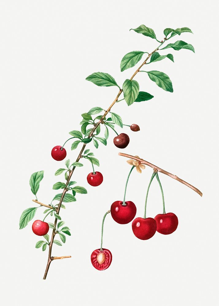 Vintage red cherry fruit illustration