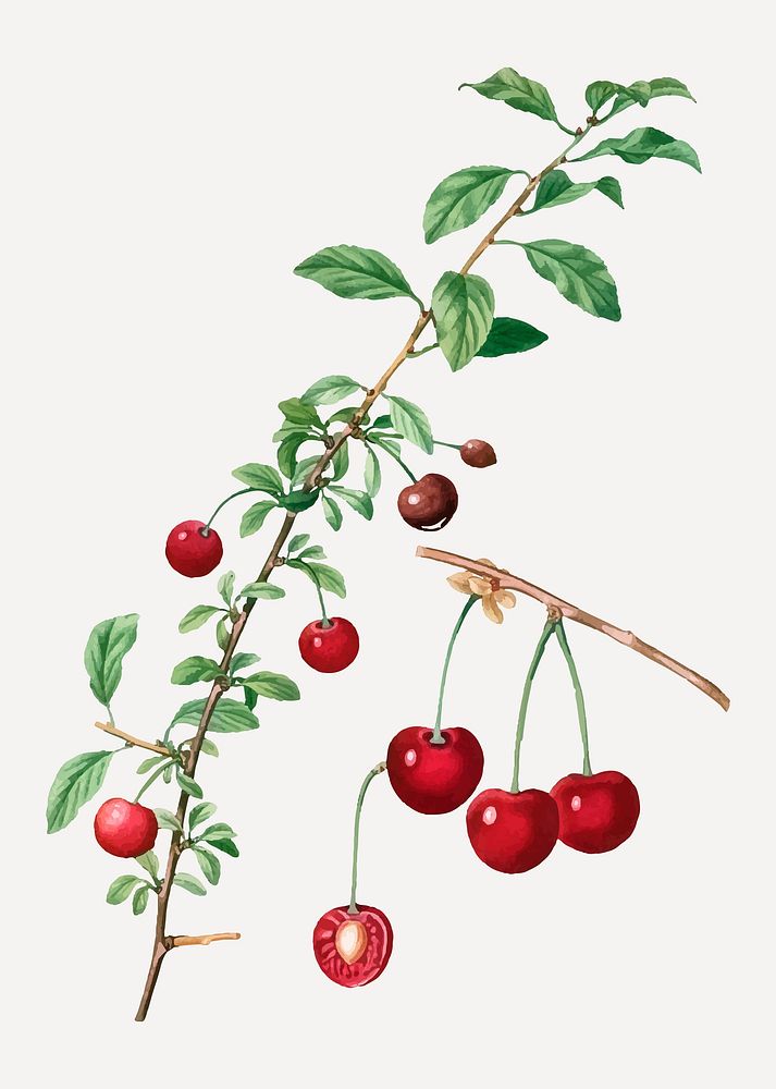 Vintage red cherry fruit vector