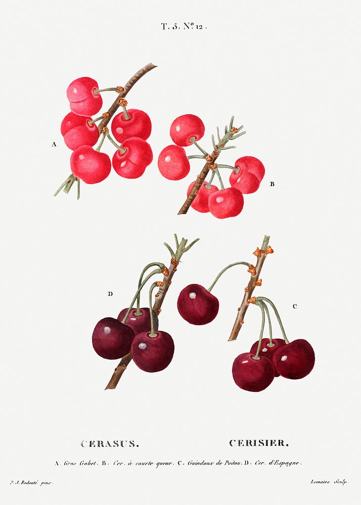Cherry (Cerasus) from Trait&eacute; des Arbres et Arbustes que l&rsquo;on cultive en France en pleine terre…