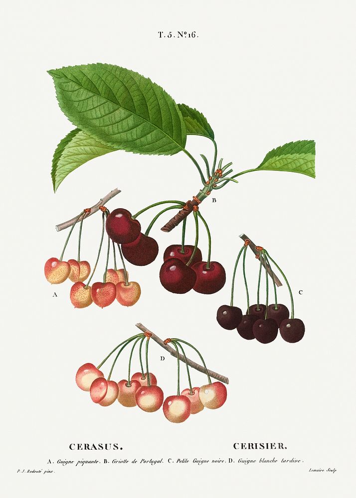 Cherry, Cerasus from Trait&eacute; des Arbres et Arbustes que l&rsquo;on cultive en France en pleine terre (1801&ndash;1819)…