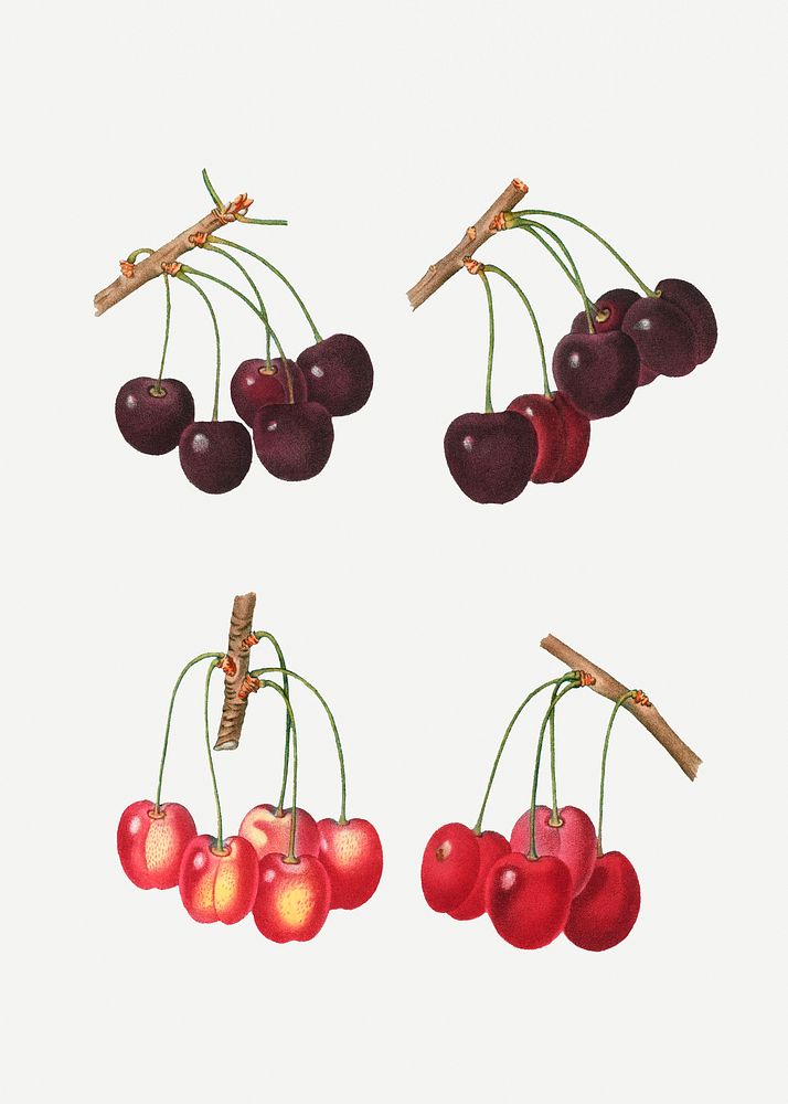 Vintage cherry branch plant illustration