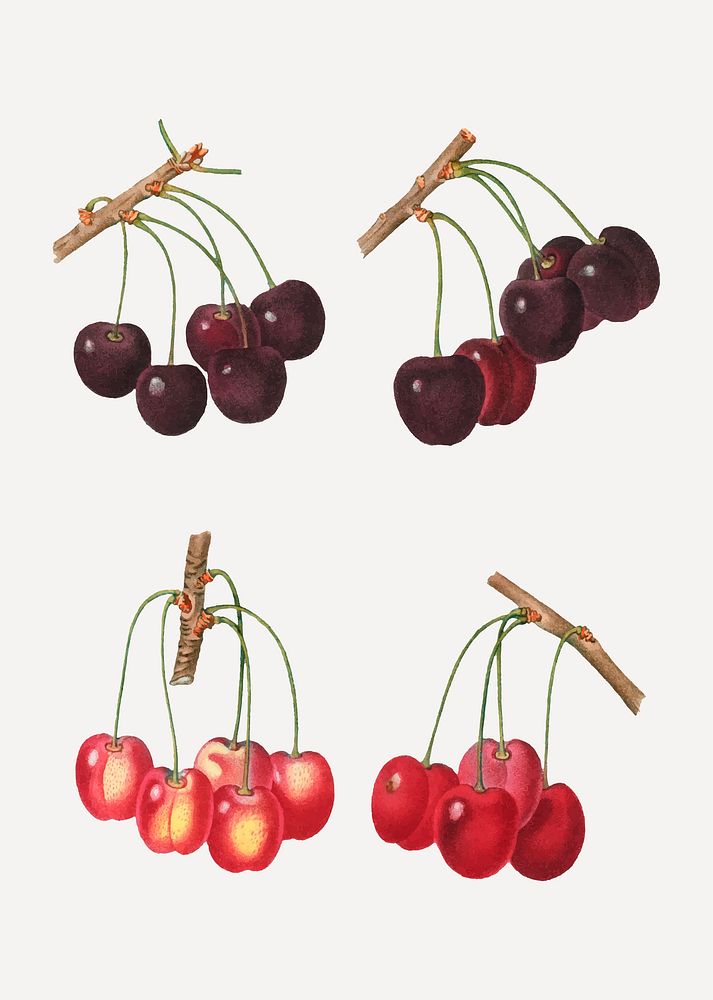 Vintage cherry branch plant vector