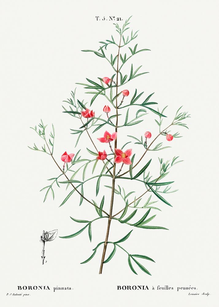 Boronia pinnata from Trait&eacute; des Arbres et Arbustes que l&rsquo;on cultive en France en pleine terre (1801&ndash;1819)…