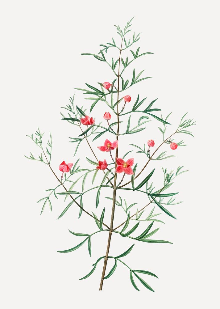Vintage boronia pinnata branch plant vector