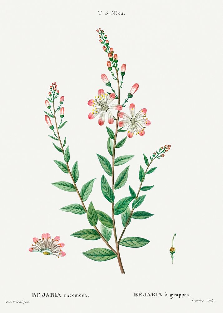 Tarflower, Bejaria racemosafrom Trait&eacute; des Arbres et Arbustes que l&rsquo;on cultive en France en pleine terre…