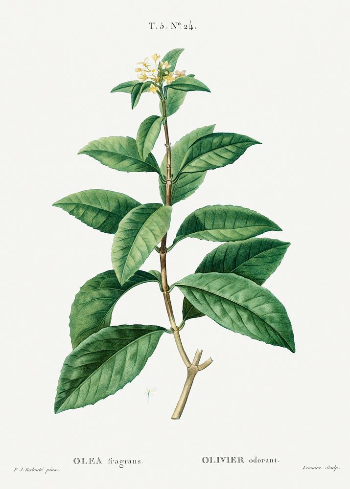 Sweet osmanthus, Olea fragransfrom Trait&eacute; des Arbres et Arbustes que l&rsquo;on cultive en France en pleine terre…