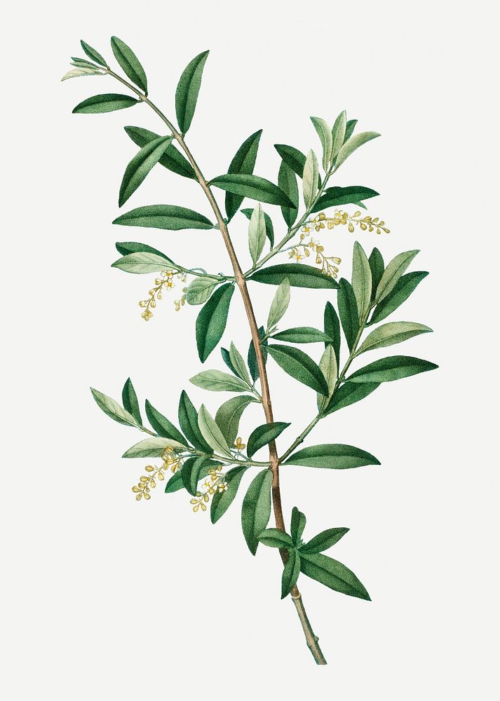 Vintage green olive branch plant illustration