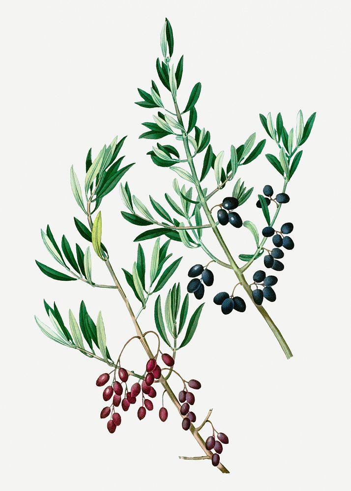 Vintage wild olive plant illustration