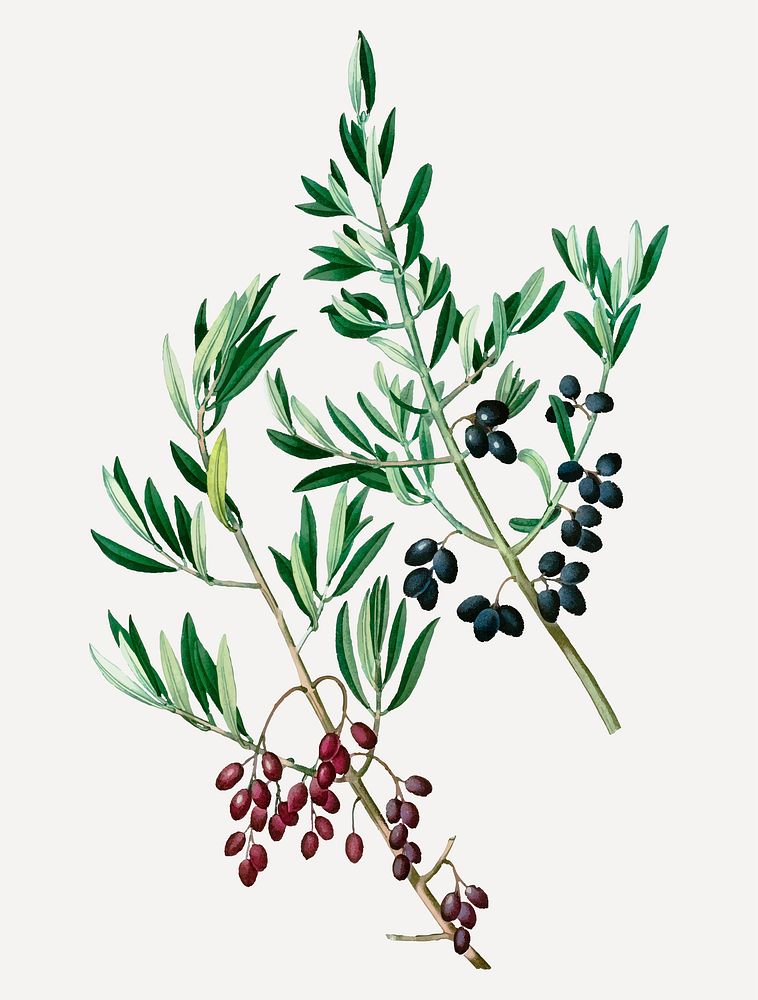 Vintage wild olive plant vector