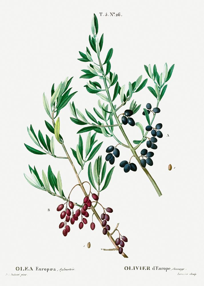 Wild olive (Olea europaea, sylvestris) from Trait&eacute; des Arbres et Arbustes que l&rsquo;on cultive en France en pleine…
