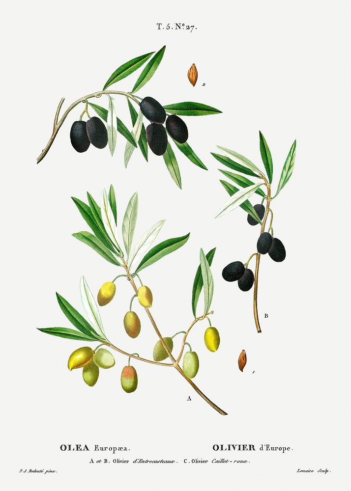 Olive (Olea Europ&aelig;a) from Trait&eacute; des Arbres et Arbustes que l&rsquo;on cultive en France en pleine terre…