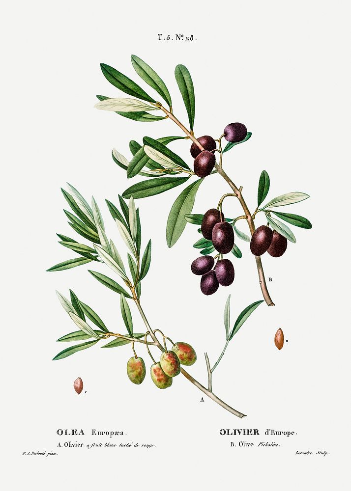 Olive (Olea Europ&aelig;a) from Trait&eacute; des Arbres et Arbustes que l&rsquo;on cultive en France en pleine terre…