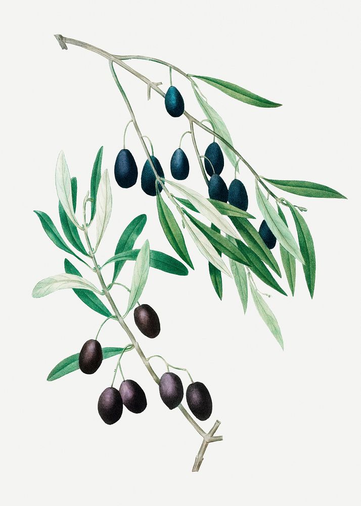 Vintage olive branch plant illustration