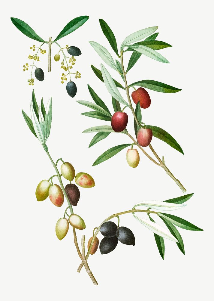 Vintage olive tree branch vector