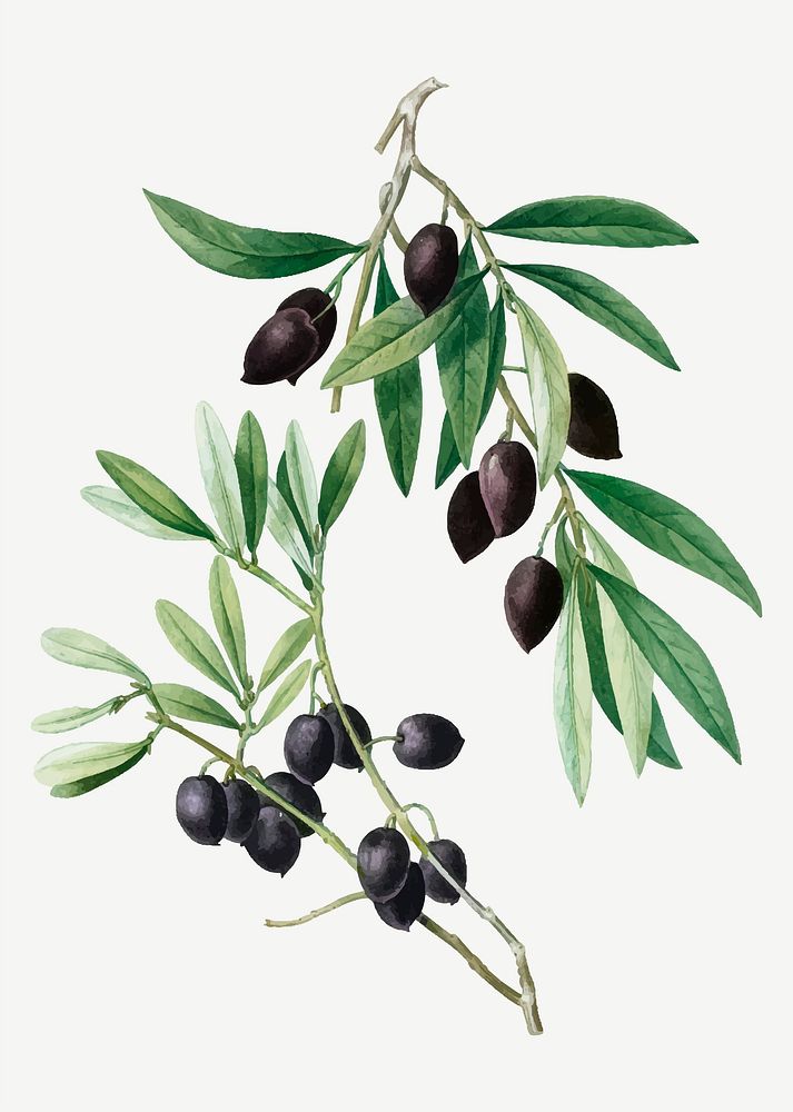 Vintage olive tree branch vector