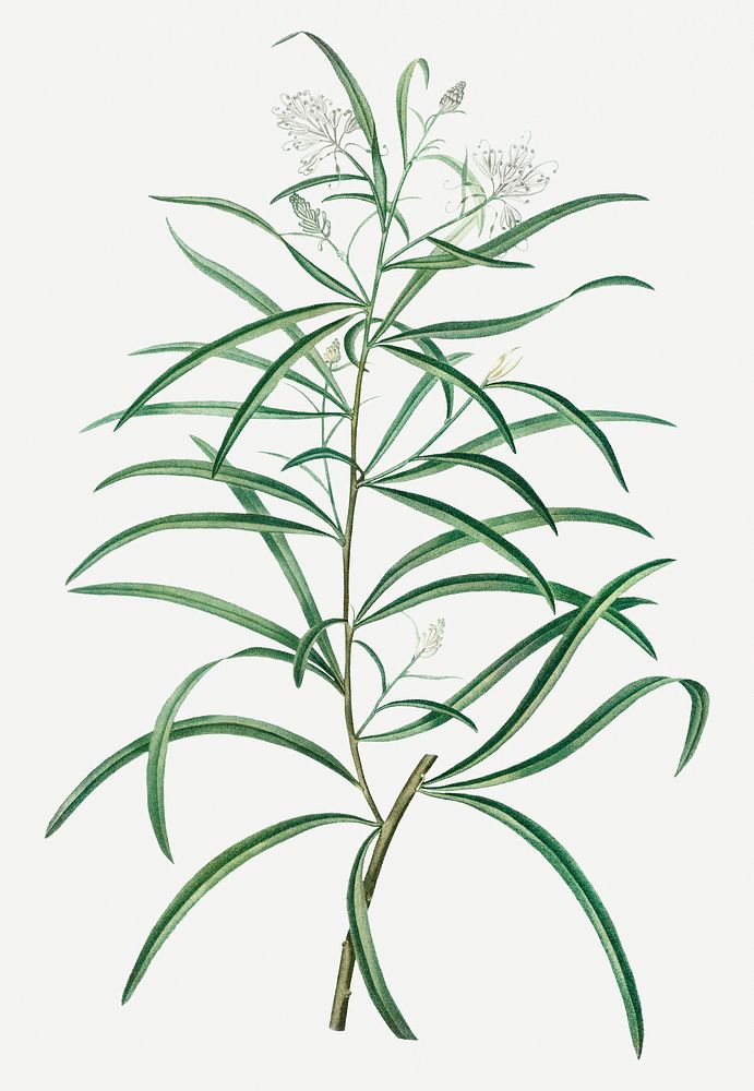 Vintage narrow-leaved Spider Flower branch plant illustration