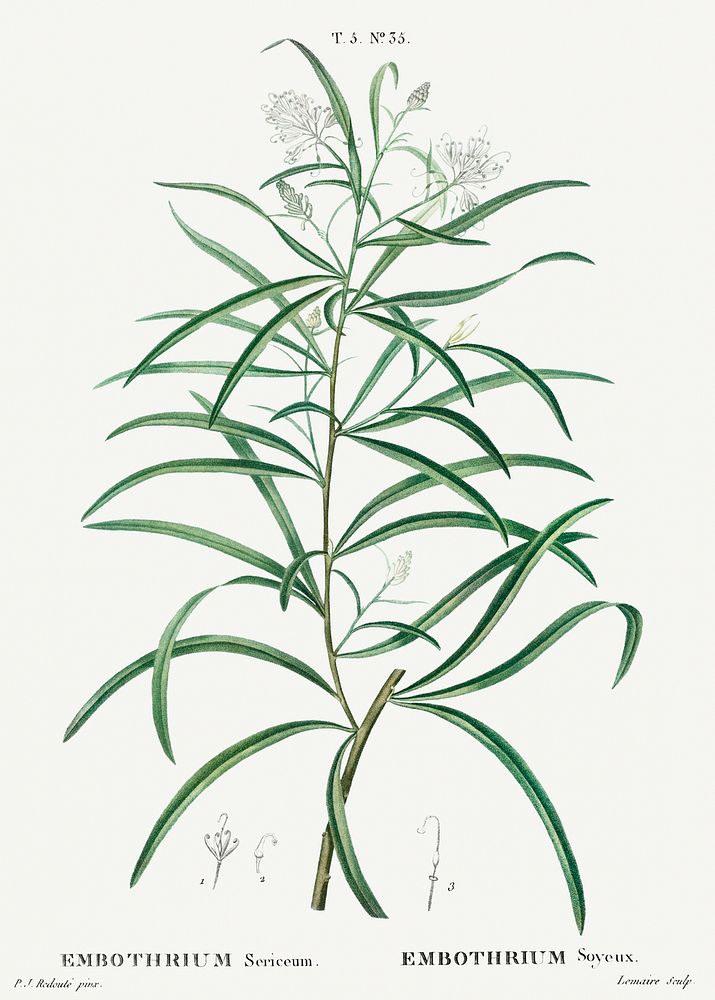 Narrow-leaved Spider Flower, Embothrium sericeumfrom Trait&eacute; des Arbres et Arbustes que l&rsquo;on cultive en France…