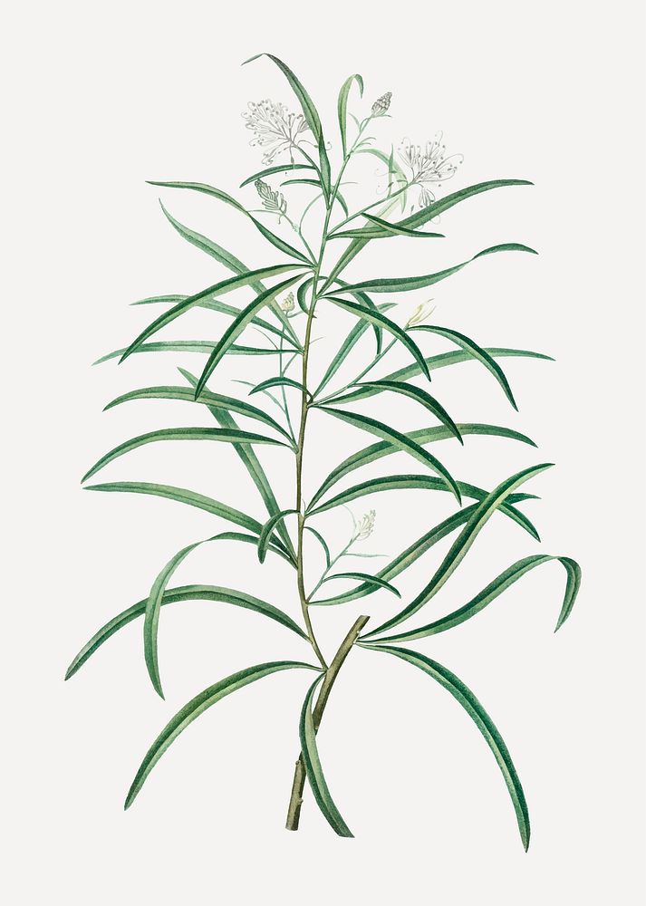Vintage narrow-leaved Spider Flower branch plant vector