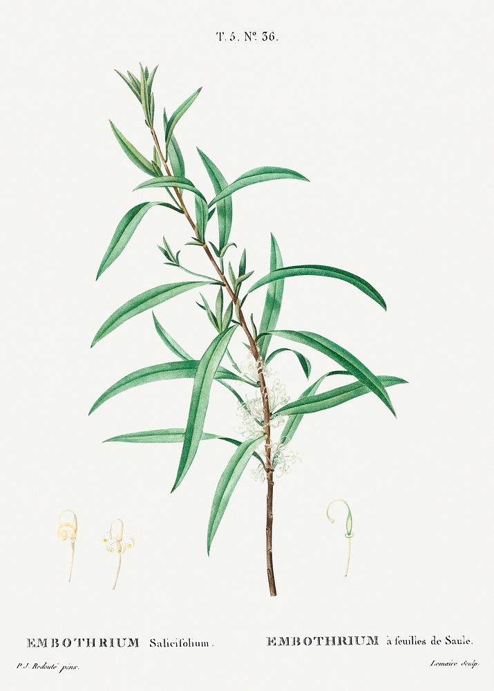 Willow-leaved hakea, Embothrium salicifoliumfrom Trait&eacute; des Arbres et Arbustes que l&rsquo;on cultive en France en…