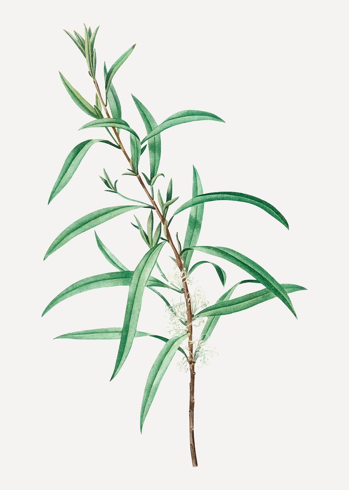 Vintage willow-leaved hakea branch plant vector