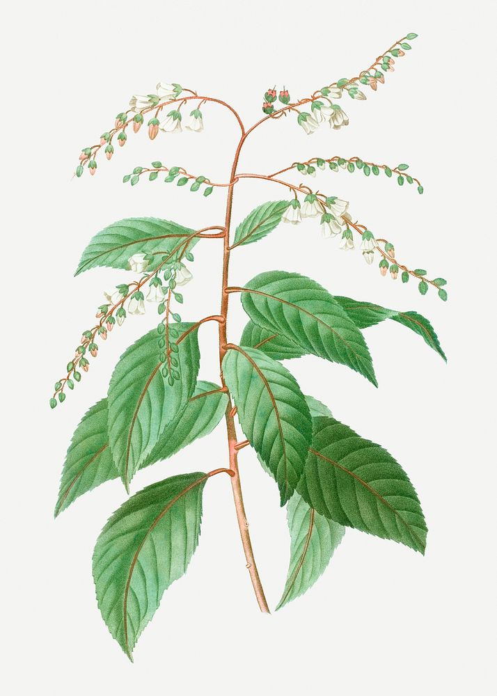 Lily of the valley tree plant illustration