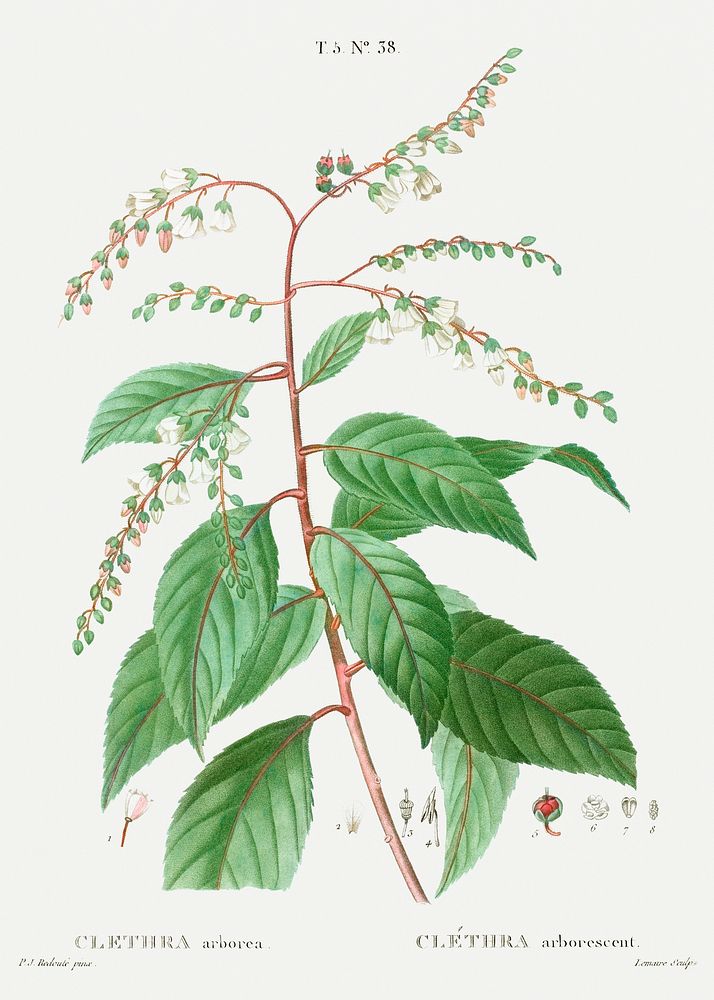 Lily of the valley tree (Clethra arborea) from Trait&eacute; des Arbres et Arbustes que l&rsquo;on cultive en France en…