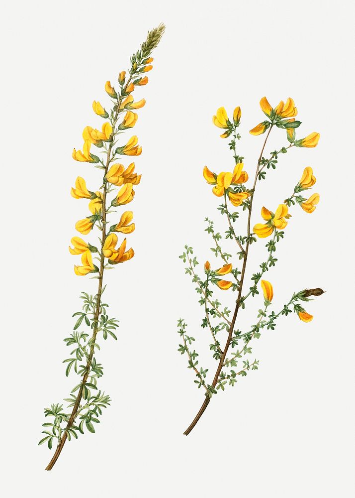 Vintage cytisus complicatus and cytisus telonensis branches plant illustration