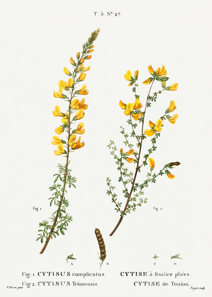 Cytisus complicatus and cytisus telonensis (1801&ndash;1819) from Trait&eacute; des Arbres et Arbustes que l'on cultive en…