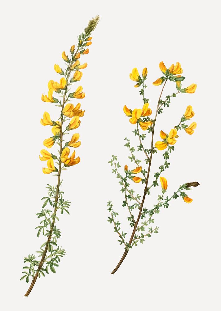 Vintage cytisus complicatus and cytisus telonensis branches plant vector