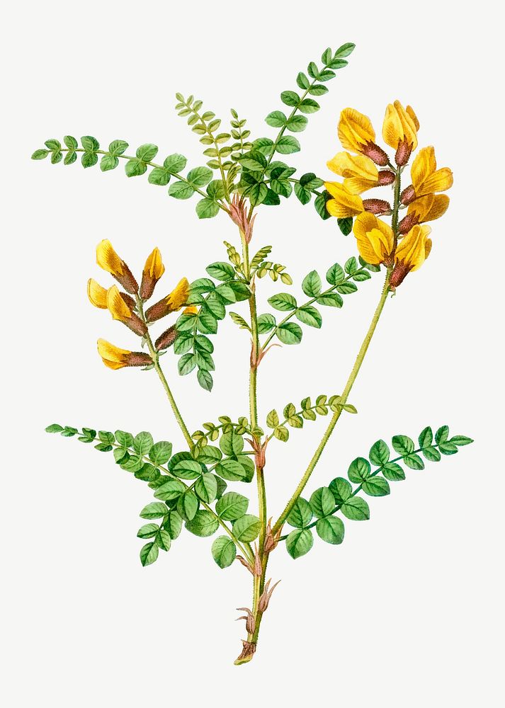 Vintage cytisus Wolgaricus plant vector