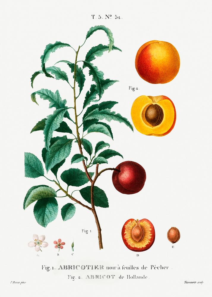 Inside part of apricot. Apricot from Holland (Abricot de Hollande) from Trait&eacute; des Arbres et Arbustes que l&rsquo;on…