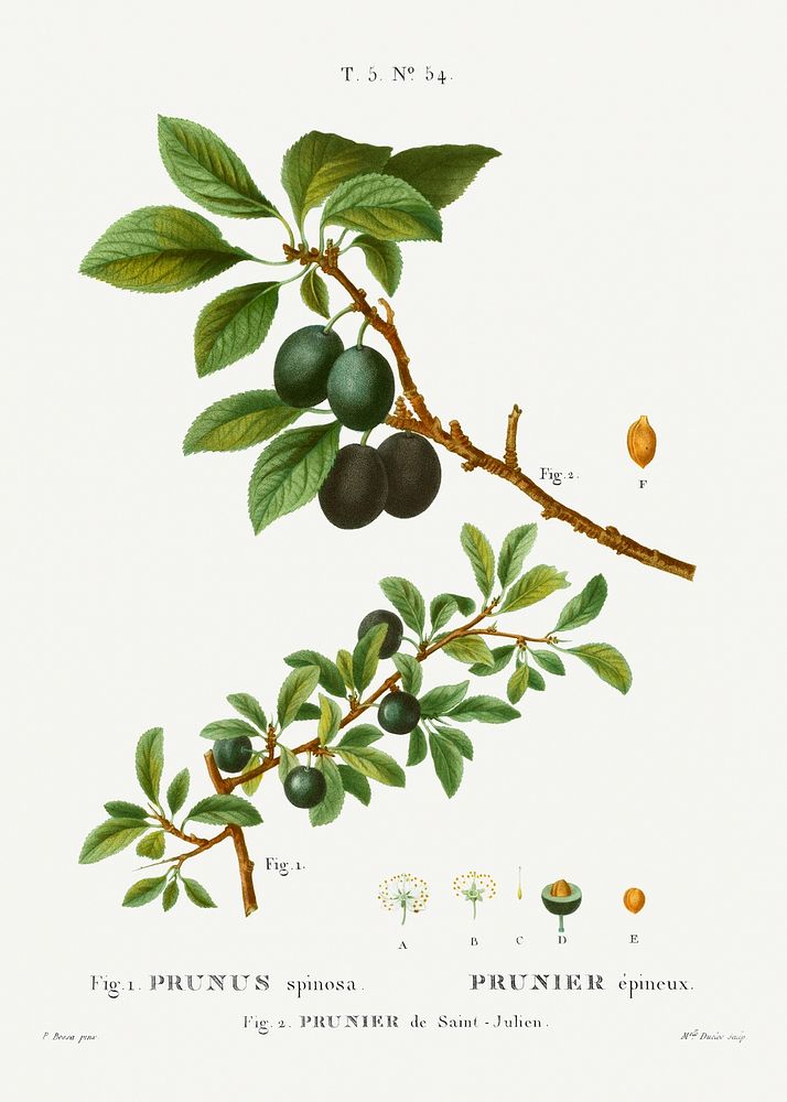 Blackthorn, Prunus spinosafrom Trait&eacute; des Arbres et Arbustes que l&rsquo;on cultive en France en pleine terre…