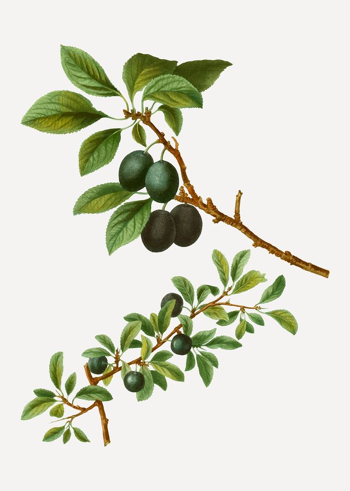 Vintage blackthorn branch plant vector