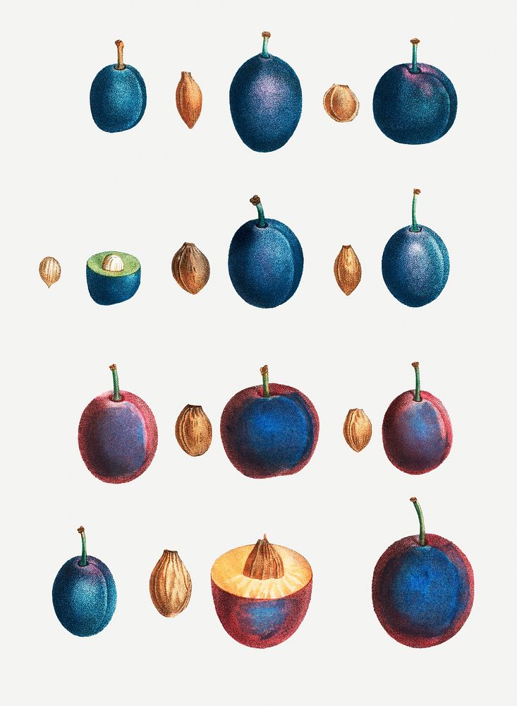 Vintage stages of a plum illustration