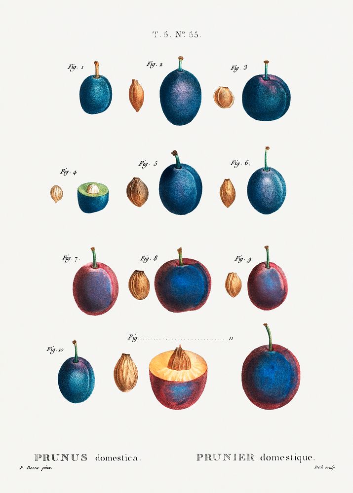 Plum (Prunus domestica) from Trait&eacute; des Arbres et Arbustes que l&rsquo;on cultive en France en pleine terre…